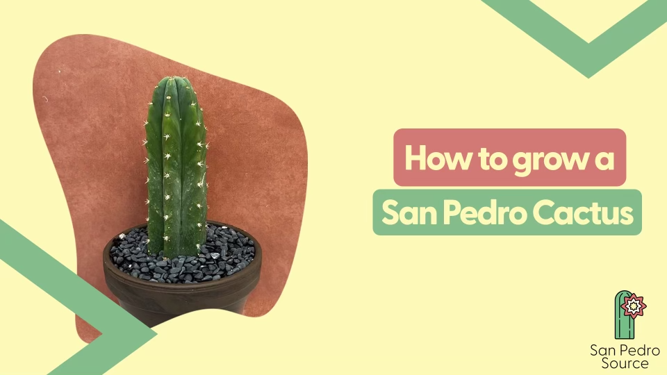 How to Grow a San Pedro Cactus  San Pedro Source