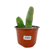 Load image into Gallery viewer, Trichocereus Bridgesii Monstrose | Long Form | Type A | Exact Rooted Plants
