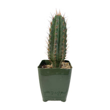 Load image into Gallery viewer, Trichocereus Hybrids | Exact Hybrid Crosses
