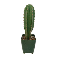 Load image into Gallery viewer, Trichocereus Hybrids | Exact Hybrid Crosses
