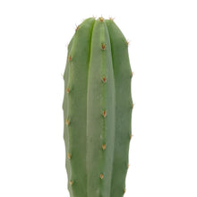 Load image into Gallery viewer, Trichocereus Hybrids | Exact Hybrid Crosses