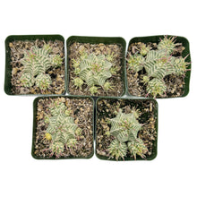 Load image into Gallery viewer, Euphorbia meloformis Variegata
