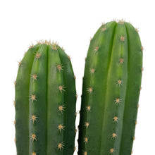 Load image into Gallery viewer, Trichocereus Hybrids | Exact Hybrid Crosses