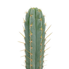 Load image into Gallery viewer, Trichocereus Peruvianus | Peruvian Torch Cactus - Rooted / Seedling (2-4 inches) - San Pedro Source