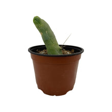 Load image into Gallery viewer, Trichocereus Bridgesii Monstrose | Long Form | Type A | Exact Rooted Plants