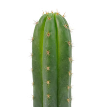 Load image into Gallery viewer, Trichocereus Hybrids | Exact Hybrid Crosses