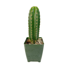 Load image into Gallery viewer, Trichocereus Hybrids | Exact Hybrid Crosses