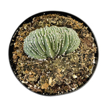 Load image into Gallery viewer, Stenocereus Marginatus Cristata | Crested Mexican Fence Post