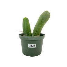 Load image into Gallery viewer, Trichocereus Bridgesii Monstrose | Long Form | Type A | Exact Rooted Plants
