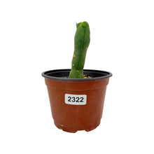 Load image into Gallery viewer, Trichocereus Bridgesii Monstrose | Long Form | Type A | Exact Rooted Plants