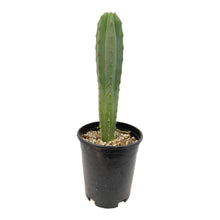 Load image into Gallery viewer, Trichocereus Hybrids | Exact Hybrid Crosses