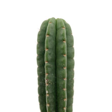 Load image into Gallery viewer, Zelly x Colossus | Trichocereus Zelly Hybrid
