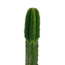 Load image into Gallery viewer, New Zealand San Pedro Cactus | Non-PC |  Echinopsis (Trichocereus) pachanoi
