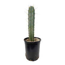 Load image into Gallery viewer, Trichocereus Hybrids | Exact Hybrid Crosses