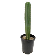 Load image into Gallery viewer, Trichocereus Hybrids | Exact Hybrid Crosses