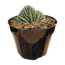 Load image into Gallery viewer, Stenocereus Marginatus Cristata | Crested Mexican Fence Post