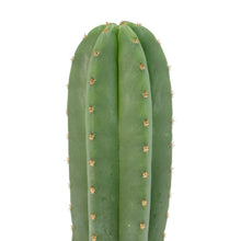 Load image into Gallery viewer, Trichocereus Hybrids | Exact Hybrid Crosses