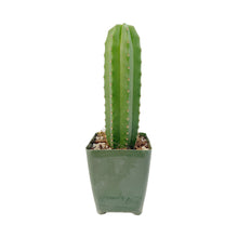 Load image into Gallery viewer, Trichocereus Hybrids | Exact Hybrid Crosses