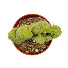 Load image into Gallery viewer, Trichocereus Bridgesii Monstrose Crested | TBMC | Crested Penis Cactus - Medium (4 inch pot) - San Pedro Source