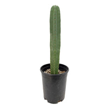 Load image into Gallery viewer, Trichocereus Hybrids | Exact Hybrid Crosses