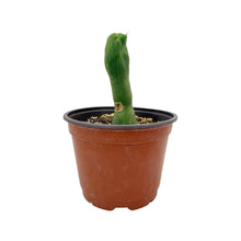Load image into Gallery viewer, Trichocereus Bridgesii Monstrose | Long Form | Type A | Exact Rooted Plants