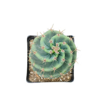 Load image into Gallery viewer, Cereus forbesii Spiralis | Spiral Cactus - Rooted / 4 inch pot - San Pedro Source