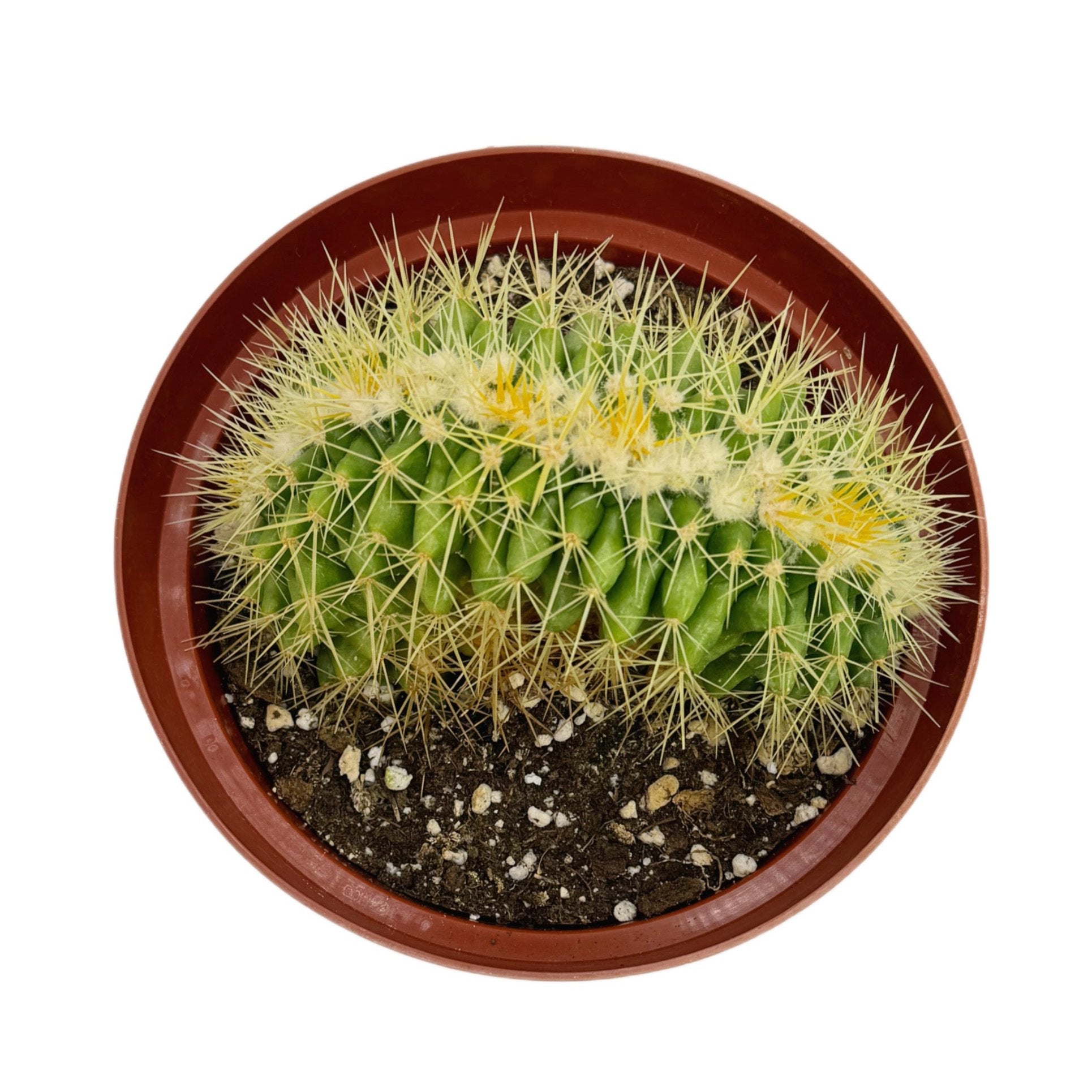 Echinocactus Grusonii Cristata