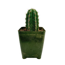 Load image into Gallery viewer, Trichocereus Peruvianus | Peruvian Torch Cactus - Rooted / Seedling (2-4 inches) - San Pedro Source