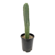 Load image into Gallery viewer, Trichocereus Hybrids | Exact Hybrid Crosses