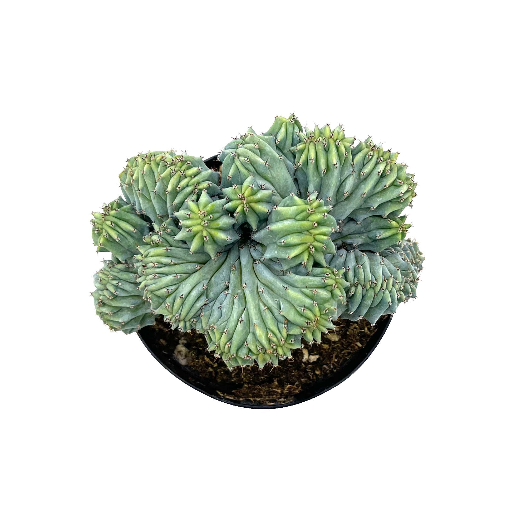 cactus geometrizans Myrtillocactus Geometrizans Cristata