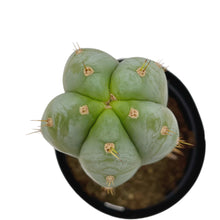 Load image into Gallery viewer, Trichocereus Huanucoensis - Small Cutting (8-12 inch) - San Pedro Source