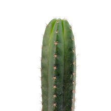 Load image into Gallery viewer, Trichocereus Hybrids | Exact Hybrid Crosses