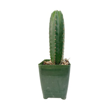 Load image into Gallery viewer, Trichocereus Hybrids | Exact Hybrid Crosses