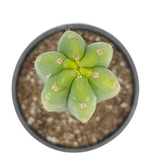 Load image into Gallery viewer, San Pedro Cactus | Trichocereus (Echinopsis) Pachanoi - Non-PC Cultivars / Seedling (2-4 inches) - San Pedro Source