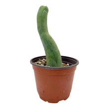 Load image into Gallery viewer, Trichocereus Bridgesii Monstrose | Long Form | Type A | Exact Rooted Plants
