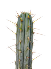 Load image into Gallery viewer, Trichocereus Hybrids | Exact Hybrid Crosses