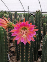 Load image into Gallery viewer, Trichocereus Zelly | Zelly Flowering Hybrids - Seedling - San Pedro Source