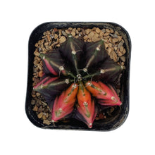 Load image into Gallery viewer, Gymnocalycium mihanovichii variegata | Variegated Moon Cactus