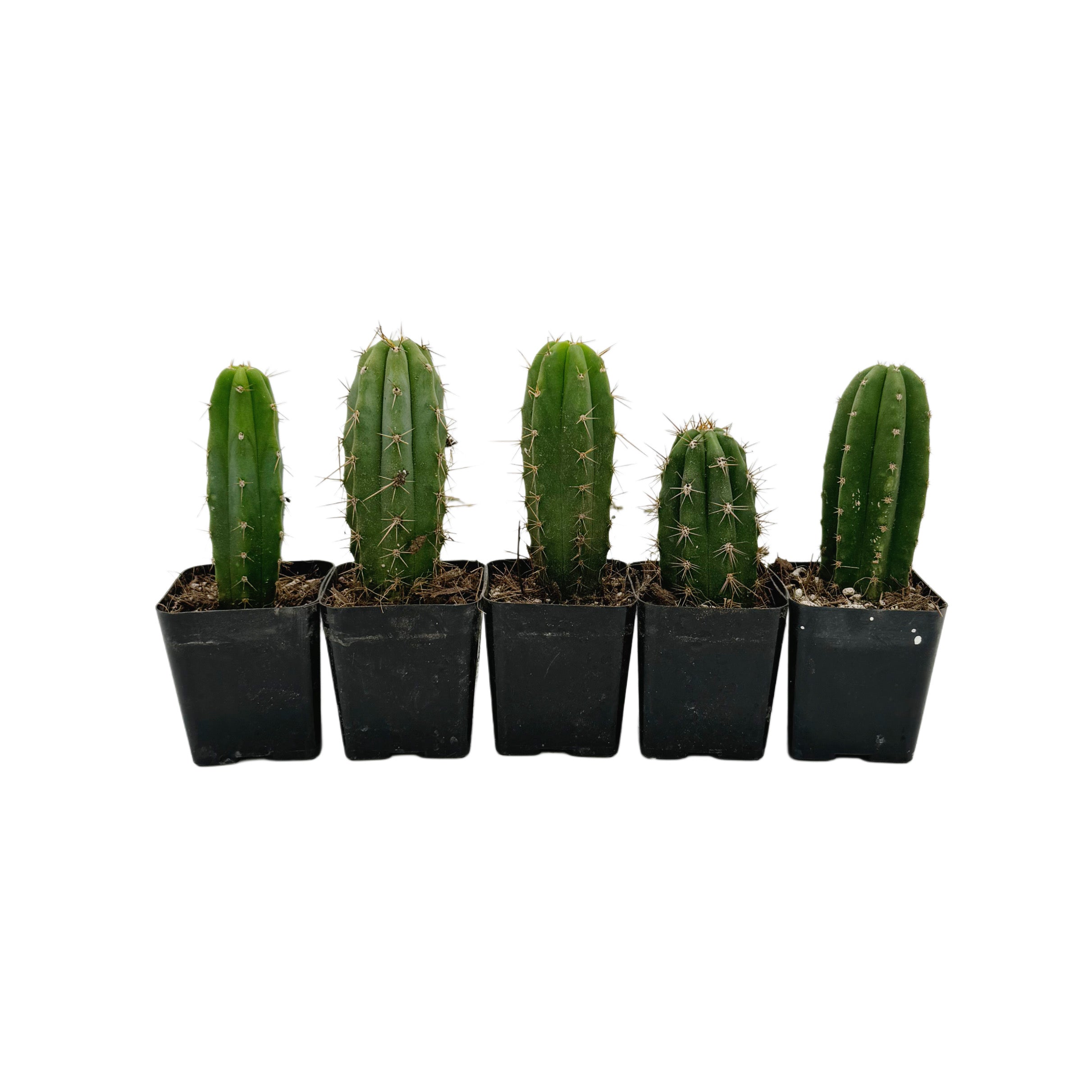 semillas de cactus san pedro Seedling Variety Packs