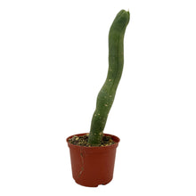 Load image into Gallery viewer, Trichocereus Bridgesii Monstrose | Long Form | Type A | Exact Rooted Plants