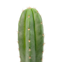 Load image into Gallery viewer, Trichocereus Hybrids | Exact Hybrid Crosses