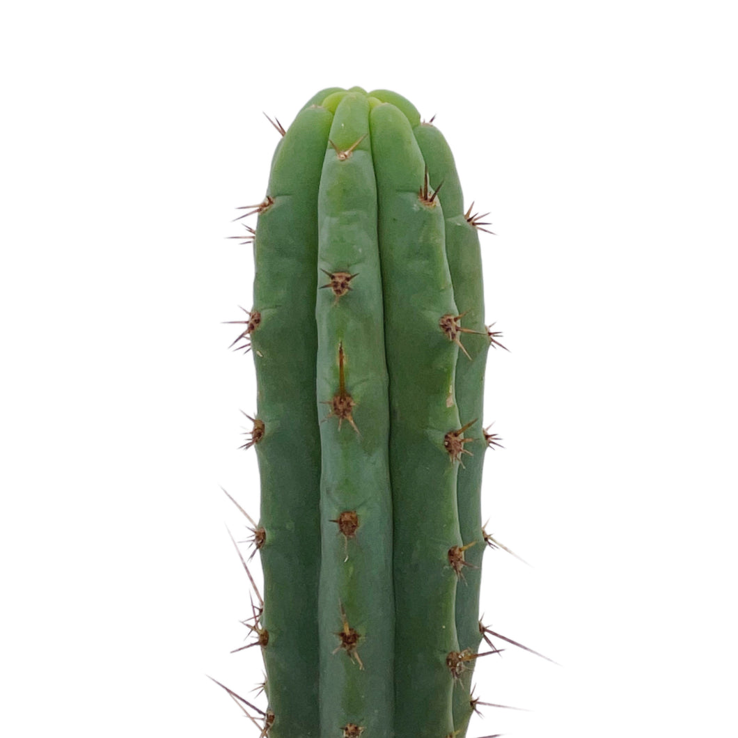 Bolivian Torch Cactus | Trichocereus bridgesii | Echinopsis lageniformis