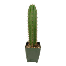 Load image into Gallery viewer, Trichocereus Hybrids | Exact Hybrid Crosses