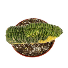 Load image into Gallery viewer, Trichocereus Pachanoi Cristata Variegata | Crested & Variegated San Pedro Cactus - Large (8 inch pot - bare root) - San Pedro Source