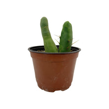 Load image into Gallery viewer, Trichocereus Bridgesii Monstrose | Long Form | Type A | Exact Rooted Plants