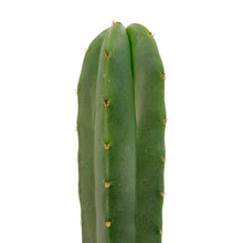 Load image into Gallery viewer, Trichocereus Hybrids | Exact Hybrid Crosses