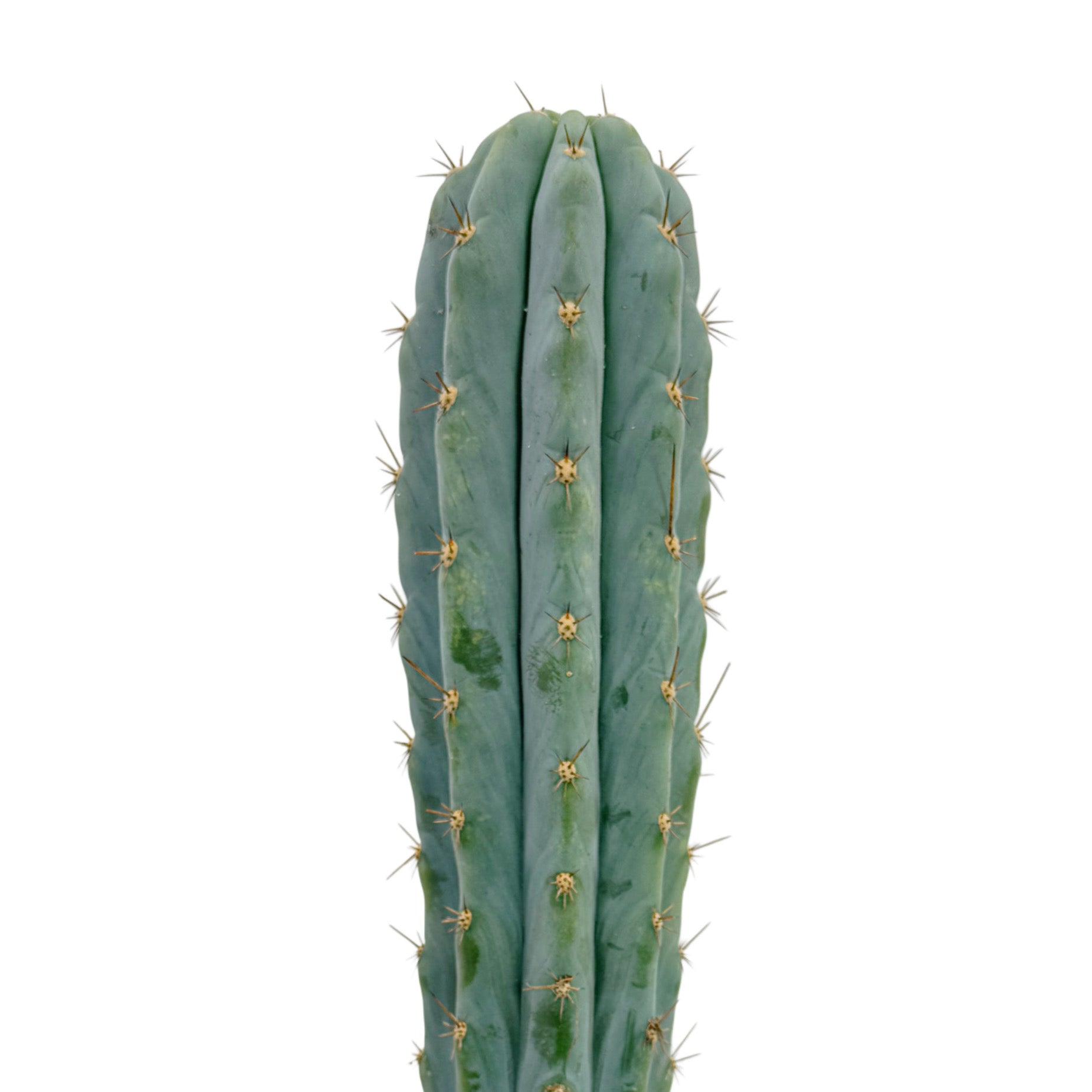 types of torch cactus Trichocereus Peruvianus