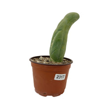 Load image into Gallery viewer, Trichocereus Bridgesii Monstrose | Long Form | Type A | Exact Rooted Plants