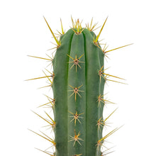 Load image into Gallery viewer, Trichocereus Hybrids | Exact Hybrid Crosses