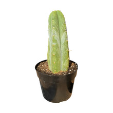 Load image into Gallery viewer, Trichocereus Huanucoensis